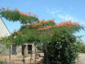 Albicja (Albizia julibrissin) jedwabne drzewo 50 cm 5