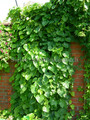Miesięcznik dahurski (Menispermum davuricum) c2 80-100cm 3