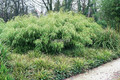 Bambus mrozoodporny Fargesia rdzawa, rozłożysta (Fargesia rufa) c5 50-70cm 1