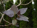 Katalpa, surmia (Catalpa x erubescens) Purpurea c7 w formie drzewa 90-130cm 2