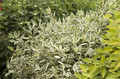 Dereń biały (Cornus alba) Elegantissima c2 80-100cm 2