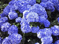 Hortensja ogrodowa (Hydrangea) Nikko Blue c3 20-40cm 2