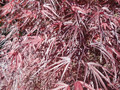 Klon palmowy szczepiony (Acer palm.) Pung Kil c3 60-100cm 4