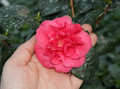  Kamelia japońska (Camellia japonica) Lady Campbell c2 90-100cm 3