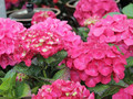 Hortensja ogrodowa (Hydrangea) Hot Red c3 30-45cm 1