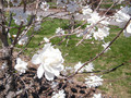 Magnolia x loebneri Wildcat c5 50-70cm 3