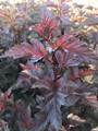 Pęcherznica kalinolistna (Physocarpus opuliofolius) Andre c2 50-80cm 2