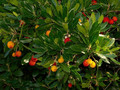 Drzewo truskawkowe (Arbutus unedo) c2 60-100cm 1