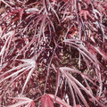 Klon palmowy szczepiony (Acer palm.) Pung Kil c3 60-100cm