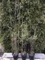 ae7414f066c8776d5bd90cde9420eebc