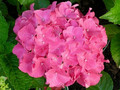 Hortensja ogrodowa (Hydrangea) Masja c3 40-50cm 3