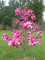 Magnolia Vulcan szczepiona c3-c5 80-100cm 5