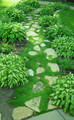 Karmnik ościsty (Sagina subulata) Green Moss sadzonka 1