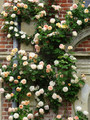 Róża pnąca pachnąca pomarańczowo-różowa Alchymist c2 100-130cm 4