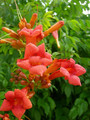 Milin amerykański (Campsis) Flamenco - roślina pnąca 80-100cm 2