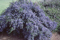 prusznik niebieski Victoria - sadzonka  aż 60-80 cm 1