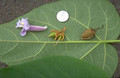 Paulownia puszysta (Paulownia tomentosa) c2 70-100cm 2