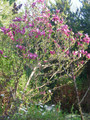 Magnolia Susan - kwitnie dwa razy w roku c1 100-120cm 5
