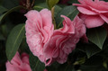 Kamelia japońska (Camellia japonica) Mrs Tingley sadzonka 5