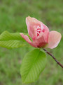 Magnolia Daybreak c5 30-60cm  4