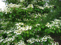 Kalina japońska (Viburnum plicatum) Watanabe sadzonka 20-30cm  4