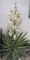 Juka (Yucca filamentosa) Bright  Edge sadzonka 6