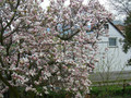 Magnolia pośrednia (Magnolia soulangeana) Amabilis c3 100-130cm 2