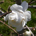 Magnolia x loebneri Wildcat c5 50-70cm