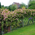Róża pnąca Albertine różowa c2 100-150cm 6