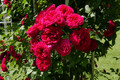 Róża pnąca Chevy Chase czerwona c2 130-150cm 1