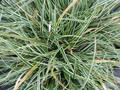 Turzyca stożkowata (Carex conica) Snowline sadzonka 3