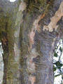 Parocja perska (Parrotia persica) Select c4 80-110cm 3