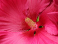 Hibiskus bylinowy (Hibiscus) Jazzberry Jam sadzonka 5