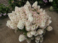 Hortensja bukietowa (Hydrangea) Bobo c2 40-60cm 1