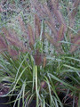 Trawa rozplenica japońska piórkówka (Pennisetum) Moudry c2 7