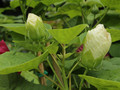 Hibiskus bylinowy (Hibiscus) Old Yella sadzonka 8