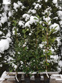 Kamelia japońska (Camellia japonica) Nobilissima sadzonka 75-100cm 5