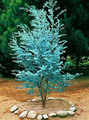 Eukaliptus niebieski (Eukaliptus gunnii) sadzonka 50-70cm 1