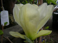 Magnolia Elizabeth - żółty rarytas c5 30-60 cm 4