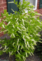 Itea wirginijska (Itea virginica) sadzonka 40-50cm 1