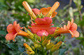 Milin pośredni (Campsis tagliabuana) Indian Summer - roślina pnąca 90-120cm 1
