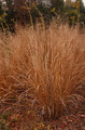 Proso rózgowate (Panicum virgatum) Northwind sadzonka 6