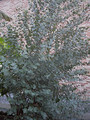 Eukaliptus niebieski (Eukaliptus gunnii) sadzonka 80-100cm 5