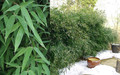 Bambus Bisseta - Fylostachys Bisseta (Phyllostachys bissetii) c2 20-30cm 1