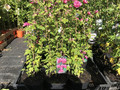 Ketmia syryjska, hibiskus (Hibiscus syriacus) Duc de Brabant c2 60-100cm 4