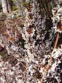 Abeliofylum koreańskie - biała forsycja 40-60cm sadzonka 6