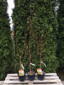 Klon palmowy szczepiony (Acer palm.) Katsura c3 80-120cm 8