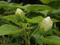 Hibiskus bylinowy (Hibiscus) Old Yella sadzonka 7