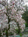 Magnolia pośrednia (Magnolia soulangeana) c3 100-120cm  5