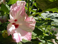 Hibiskus bylinowy (Hibiscus moscheutos) Nippon Blush sadzonka 4